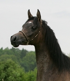 Valentina AA Arabians